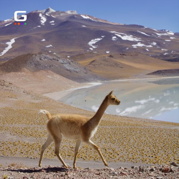 Parque Nacional Pan de Azúcar, Región de Atacama: