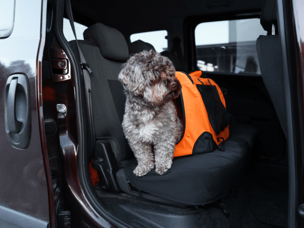 Imagen de referencia Transporta a tus mascotas de forma segura